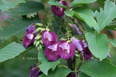 Clitoria arborea var. pseudoamazonica